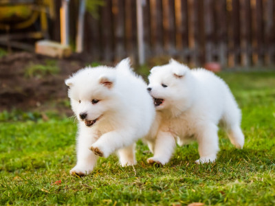 puppies.jpeg