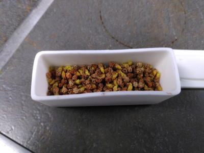 Two grams of yew microstrobili in an alumina crucible
