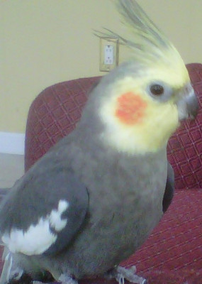 Love this little guy. :)