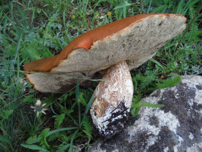 Un énorme bolet