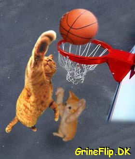 Cat basket!!! WHEEEEE!!