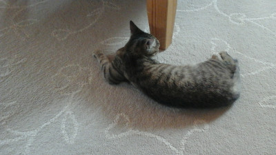 Our cat lying down.jpg