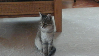 Our cat sitting and looking to the side.jpg