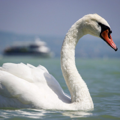Mute swan on Lake Balaton.jpg