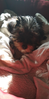 Shika, my new pet dog.