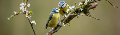 Blue_Tit.full.jpg