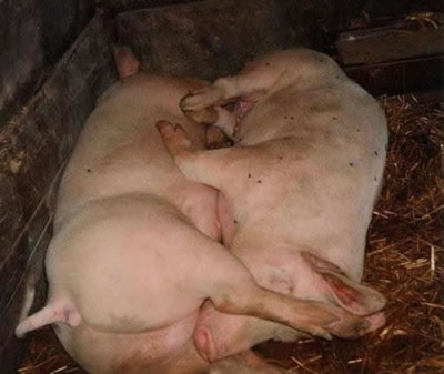 pig69.jpg