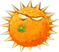 Une orange piquante.