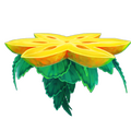 Un nénuphar.