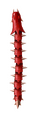Un serpent piquant.