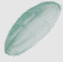 The texture of the Snorty's wings
