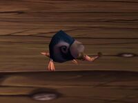 Rat