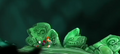 Thumbnail for version as of 11:26, 15 June 2010