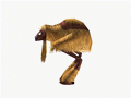 Thumbnail for version as of 11:19, 6 December 2024