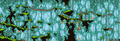 Thumbnail for version as of 14:12, 26 January 2021
