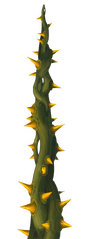 Detailed view of a green Darkroot